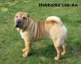 /album/fotogalerij/hebbedie-lee-an-jpg/